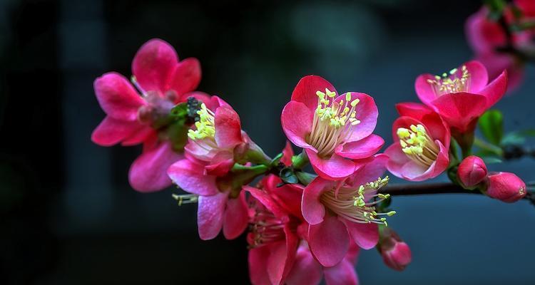 海棠是哪个国家的国花？海棠的国花地位是如何确定的？
