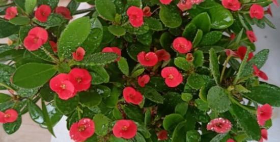 虎刺梅不开花怎么办？虎刺梅不开花的原因和处理方法是什么？