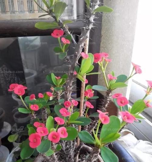 虎刺梅不开花怎么办？虎刺梅不开花的原因和处理方法是什么？