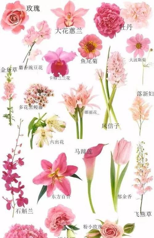 一帆风顺花怎么繁殖？一帆风顺繁殖方法和注意事项是什么？