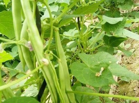 豆角种植方法步骤是什么？豆角种植时间和方法是什么？