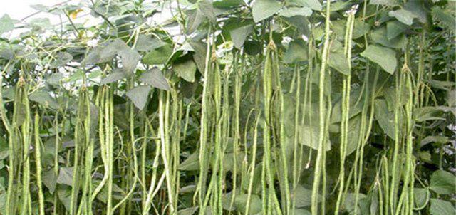 豆角种植方法步骤是什么？豆角种植时间和方法是什么？