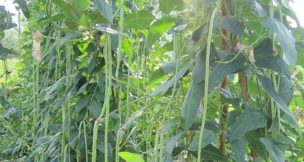 豆角种植方法步骤是什么？豆角种植时间和方法是什么？