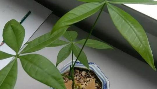 发财树黄叶怎么处理？发财树黄叶的原因和处理方法是什么？