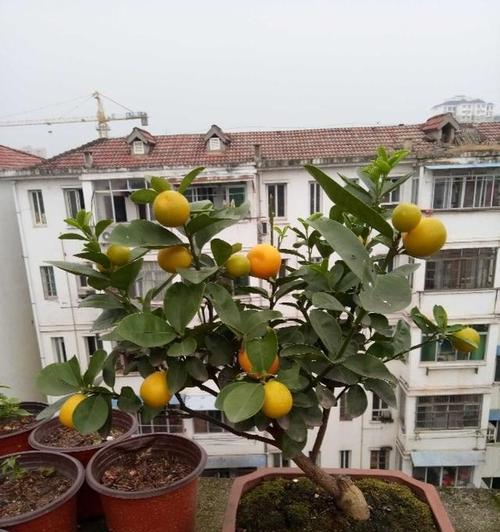 柑橘园套种什么好？柑橘园套种植物推荐有哪些？