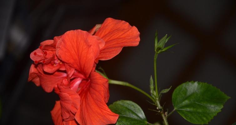 扶桑花代表什么意思？扶桑花的象征意义是什么？