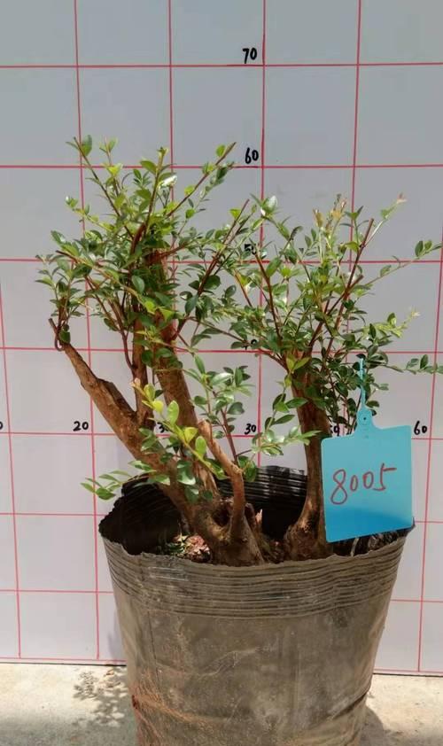 小叶赤楠开花吗？小叶赤楠开花是什么样子？