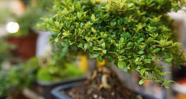 小叶赤楠开花吗？小叶赤楠开花是什么样子？