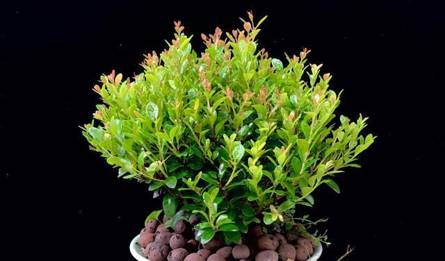 小叶赤楠开花吗？小叶赤楠开花是什么样子？