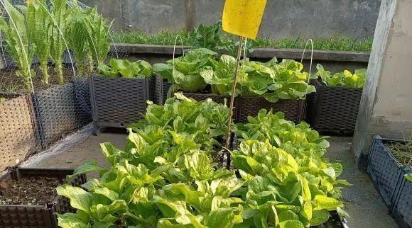 阳台种植小青菜的时间和方法是什么？阳台种小青菜需要注意什么？