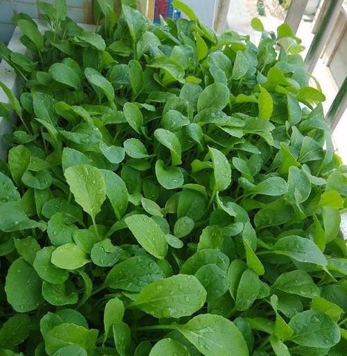 阳台种植小青菜的时间和方法是什么？阳台种小青菜需要注意什么？
