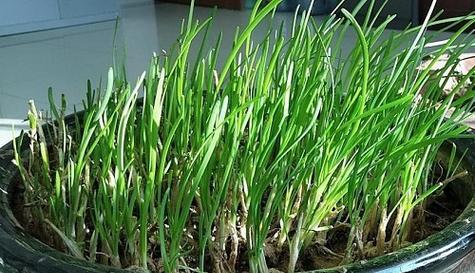 韭菜几天浇一次水？不同季节韭菜浇水频率和方法是什么？