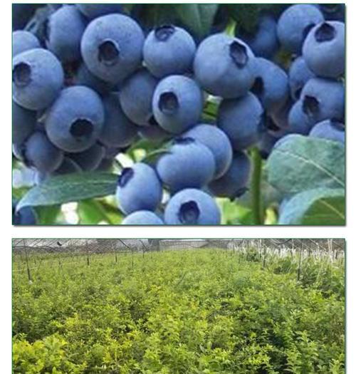 蓝莓北方可以种吗？蓝莓北方种植的可行性如何？
