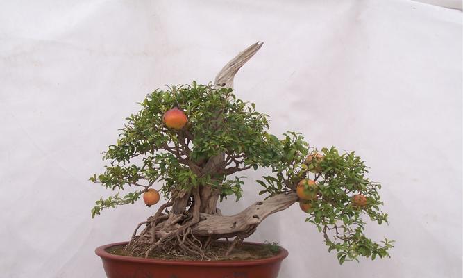 石榴盆栽几年结果？石榴盆栽种植时间和结果时间是什么？