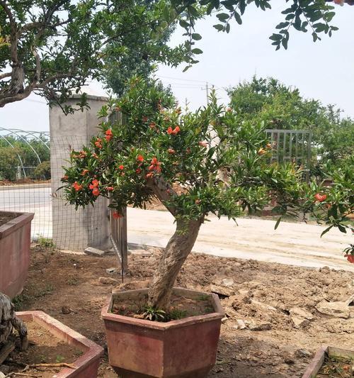石榴盆栽几年结果？石榴盆栽种植时间和结果时间是什么？