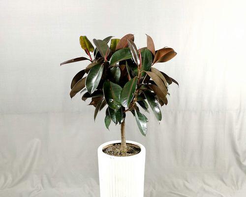 橡皮树用什么盆栽好？橡皮树盆栽容器选择和种植方法是什么？