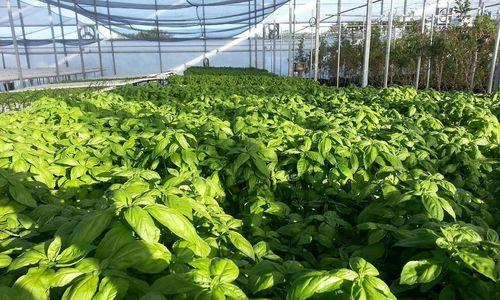 纯沙子适合种什么菜？纯沙子种植蔬菜的方法和注意事项是什么？