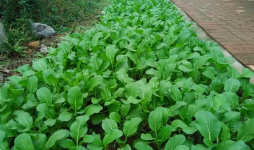 纯沙子适合种什么菜？纯沙子种植蔬菜的方法和注意事项是什么？
