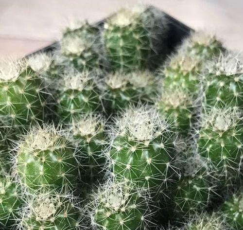 仙人掌生长在什么地方？仙人掌的产地和生长环境是什么？