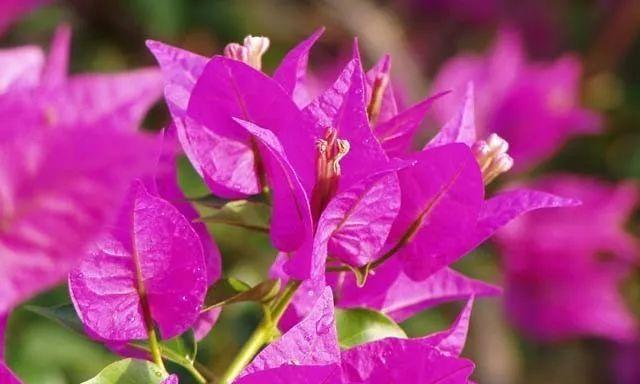 东莞的市花是什么花？东莞的市花是如何确定的？