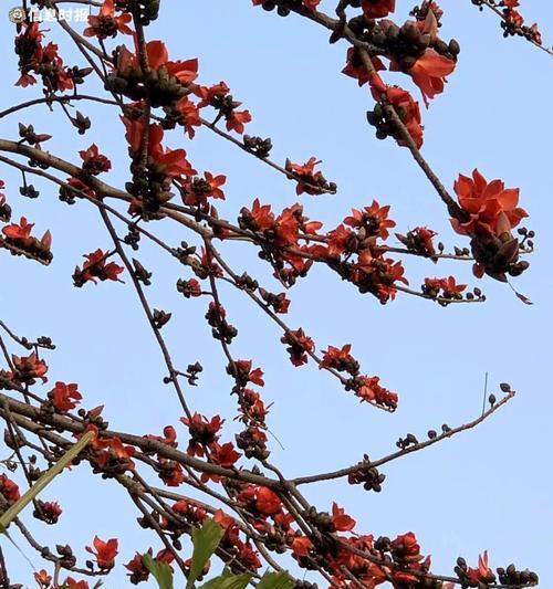东莞的市花是什么花？东莞的市花是如何确定的？