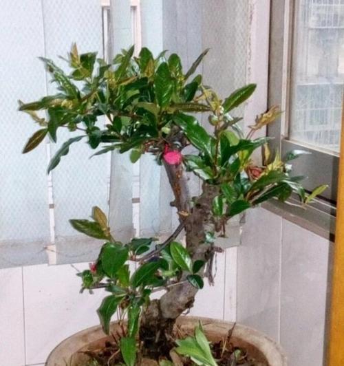 海棠什么时候换盆合适？海棠换盆时间和方法是什么？