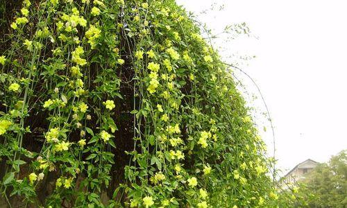藤类花卉有哪些？常见的藤本花卉有哪些？