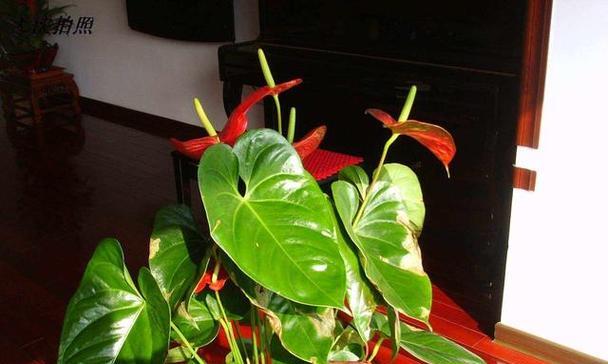男人养什么花好？适合男性养护的花卉有哪些？
