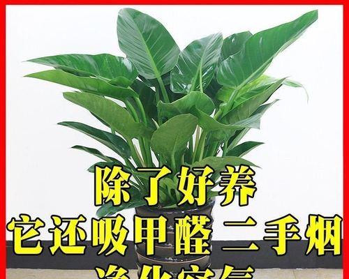 男人养什么花好？适合男性养护的花卉有哪些？