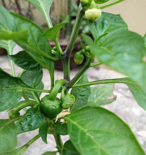 辣椒多久开花结果？辣椒的开花结果时间和生长周期是什么？