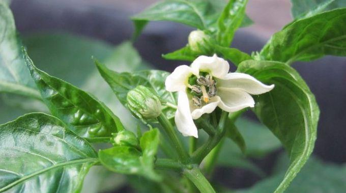 辣椒多久开花结果？辣椒的开花结果时间和生长周期是什么？