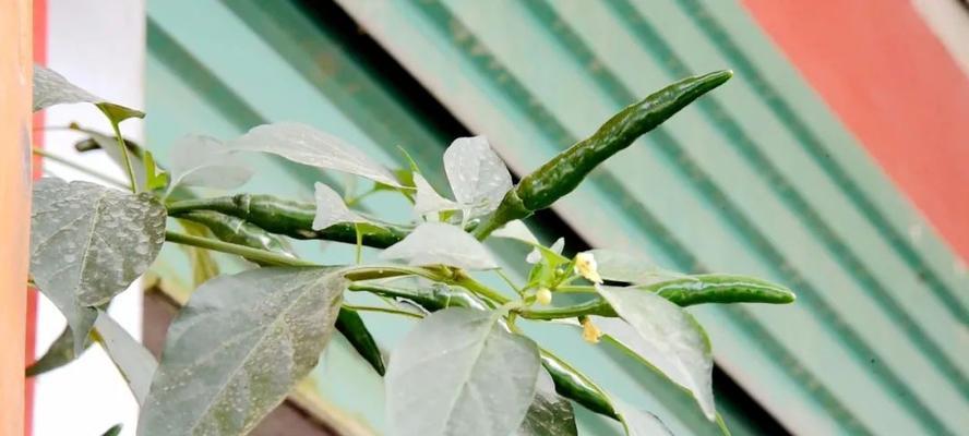 辣椒多久开花结果？辣椒的开花结果时间和生长周期是什么？