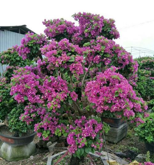 庭院种三角梅树好吗？庭院种植三角梅的优缺点是什么？