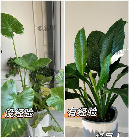 绿巨人多久浇一次水？绿巨人浇水频率和方法是什么？