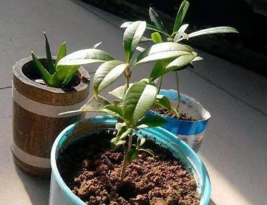 非洲茉莉扦插生根最快方法是什么？非洲茉莉扦插生根方法和注意事项是什么？