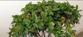 非洲茉莉扦插生根最快方法是什么？非洲茉莉扦插生根方法和注意事项是什么？