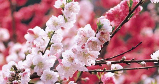 桃花的花语和寓意是什么？桃花的象征意义是什么？
