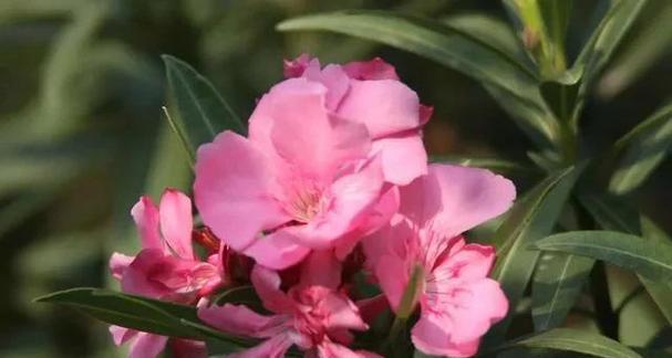 桃花的花语和寓意是什么？桃花的象征意义是什么？