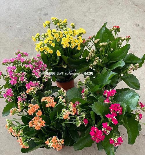 东北养什么花好？东北地区适合养哪些花？