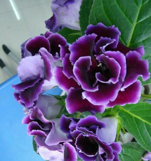 大岩桐花期多长时间？大岩桐的花期和开花时间有多久？