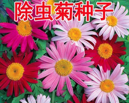 草种子怎么来的？草种子的来源和获取方法是什么？