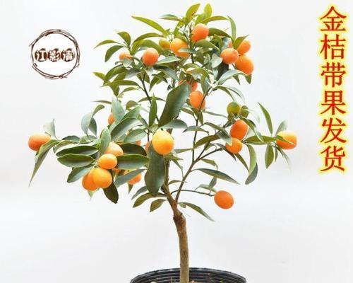 金桔什么季节成熟上市？金桔的成熟时间和季节是什么？