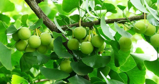 银杏果可以生吃吗？银杏果的食用方法和注意事项是什么？