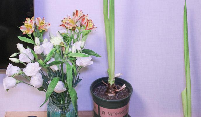 大丽花怎么醒花？鲜切大丽花的醒花方法和注意事项是什么？