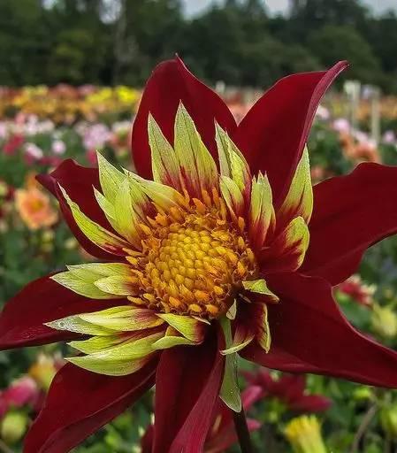 大丽花怎么醒花？鲜切大丽花的醒花方法和注意事项是什么？
