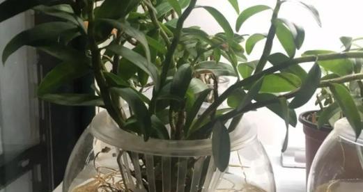 黄金草可以水培吗？黄金草水培方法和注意事项是什么？