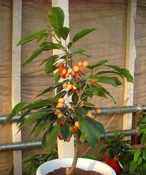 盆栽樱桃树用多大的盆合适？樱桃树盆栽容器选择和种植方法是什么？