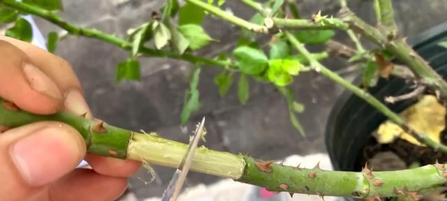 玫瑰花扦插繁殖方法和注意事项是什么？玫瑰花扦插繁殖方法和注意事项是什么？