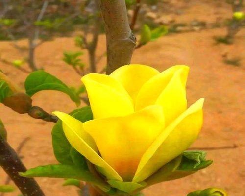 家里可以种白玉兰树吗？家里种植白玉兰树的可行性如何？