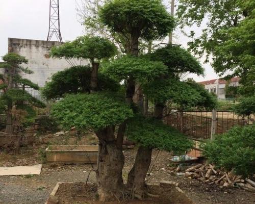 对节白蜡生长速度快吗？对节白蜡一年能长多少？